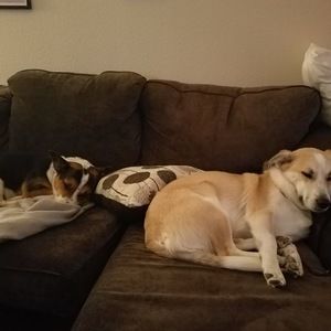 Meet your Posher, Joy